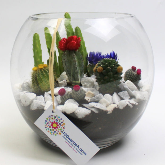 Baby cacti