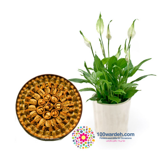 Arabic sweets + Peace Lily Plant