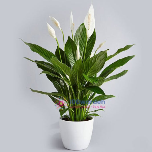 Peace Lilie's (Spathiphyllum)