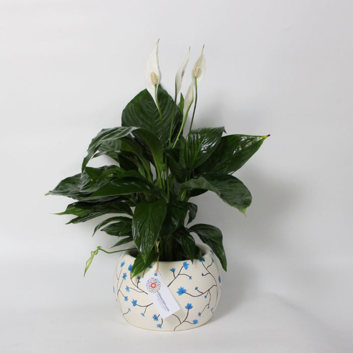 Hand-drawn pot plant (Blue)