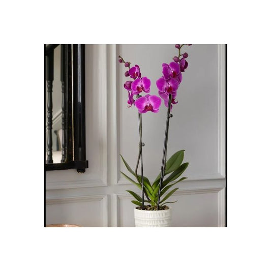 Imperial Purple Orchid