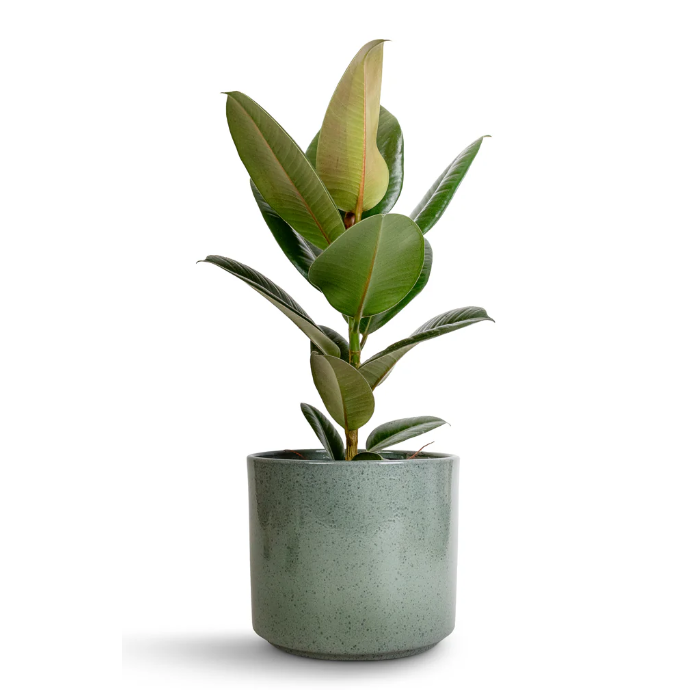 نبات المطاط (Ficus Elastica)