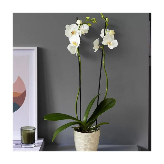 White Phalaenopsis Orchid