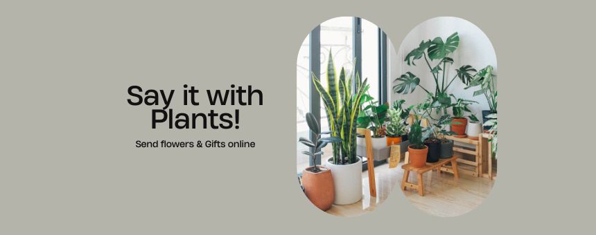 Plants