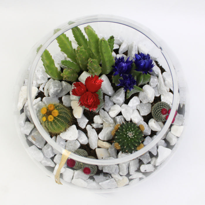 Baby cacti