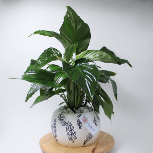 Hand-Drawn Pot Plant (Black)