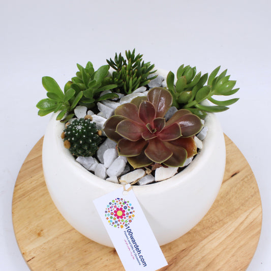 Succulent Garden in Ceramic Pot
