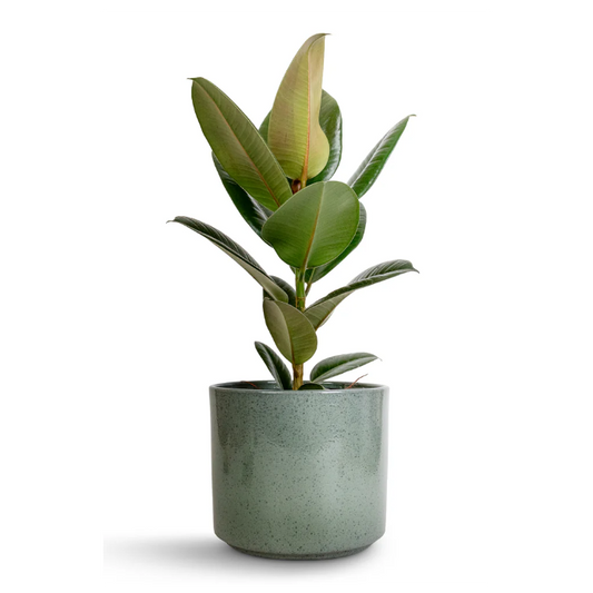 Rubber Plant (Ficus Elastica)