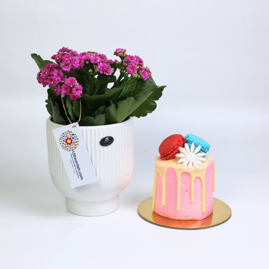 single cake kalanchwa